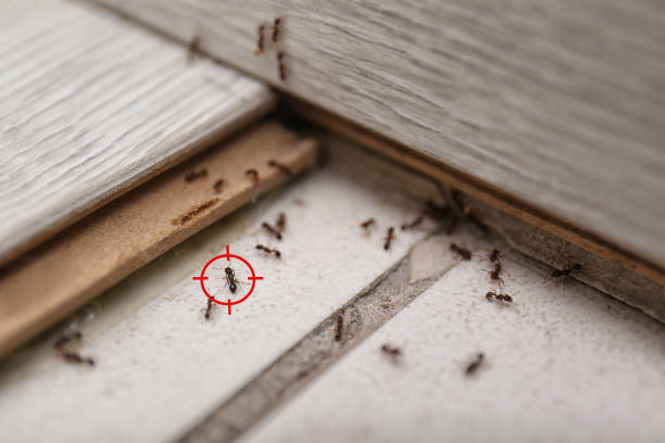Professional Pest Control in Hallsville, TX