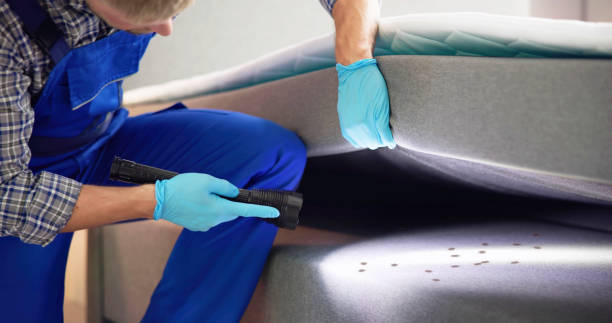 Best Pest Control Near Me  in Hallsville, TX