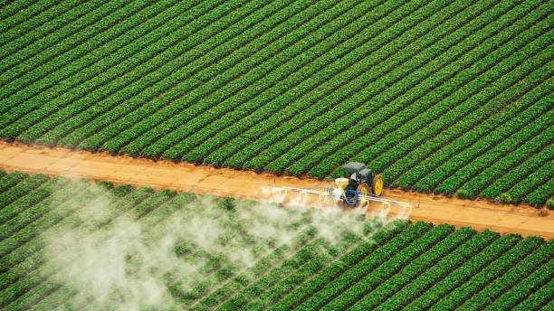 Reliable Hallsville, TX Pest Control Solutions